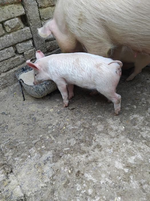 Малки прасенца..