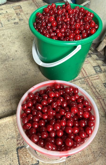 Вишня дачная сочная