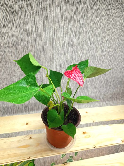 Продам Антуриум Адрианум