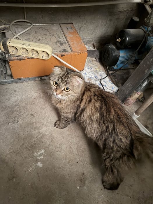 Отдам в добрые руки котят