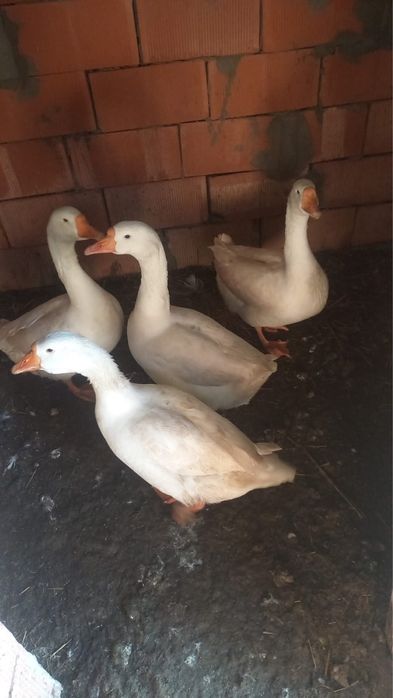 Сатылады 1еркек 3ургашы (гусь