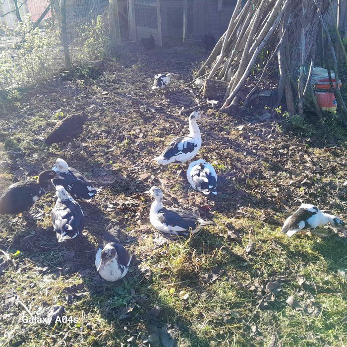 Vând rațe mute din 2025