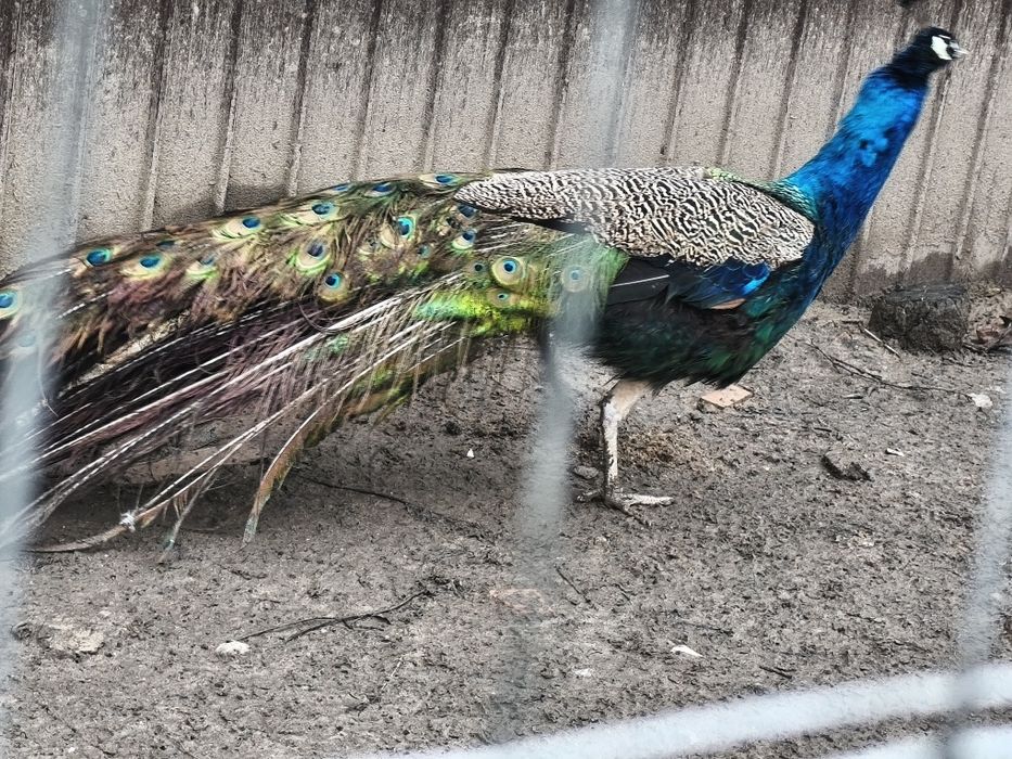 Paun 4 ani vaccinat, deparazitat !