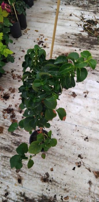 Катерлива хортензия