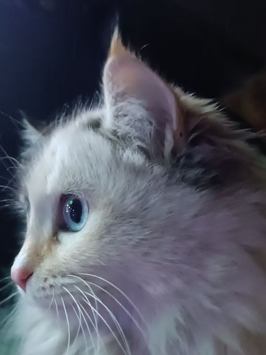 Muwuk nomini bilmeman