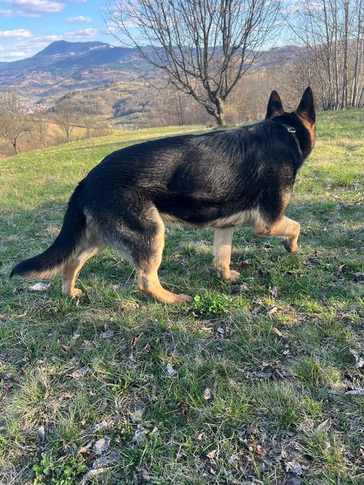 Caine Ciobanesc German