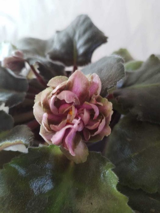 Фиалки продаются