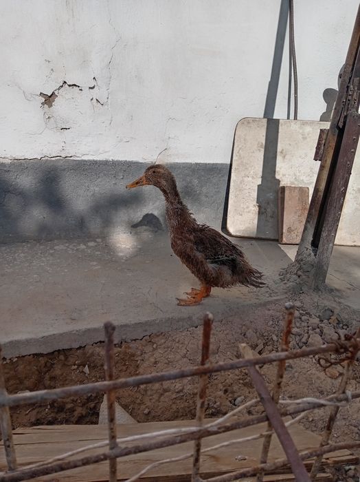 Damashniy urdak sotiladi