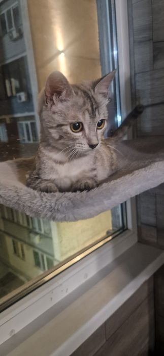 Котенок в добрые руки