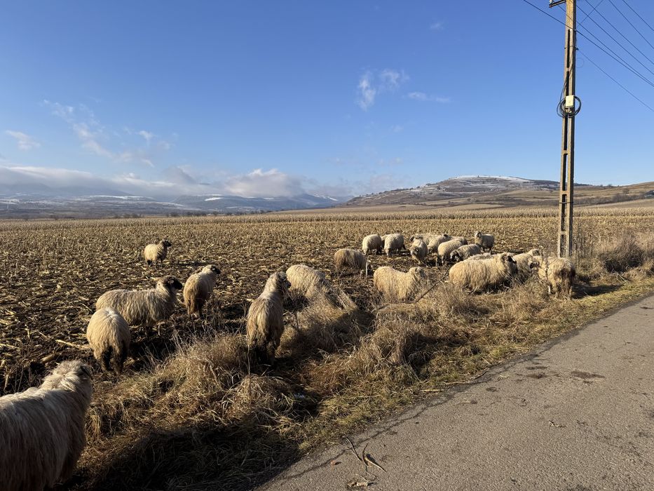 Vand 50 de oi cu miei