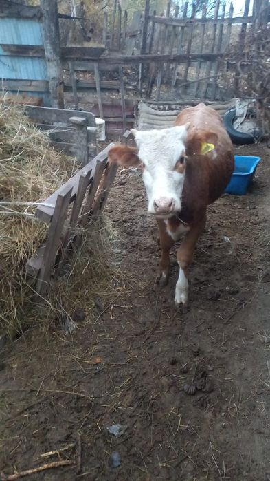 Бұқашық 8 айлық.Бычок 8 месяцев.,