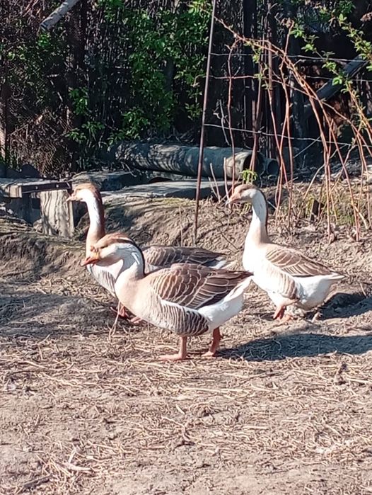 Продам гусей, семейка
