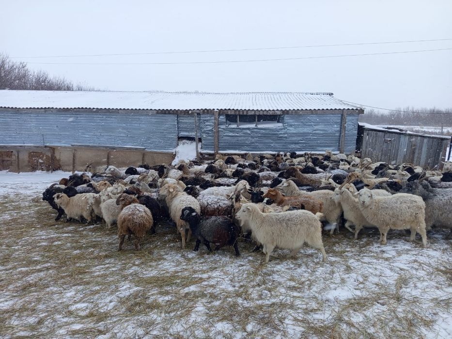 Продам баранов , коз