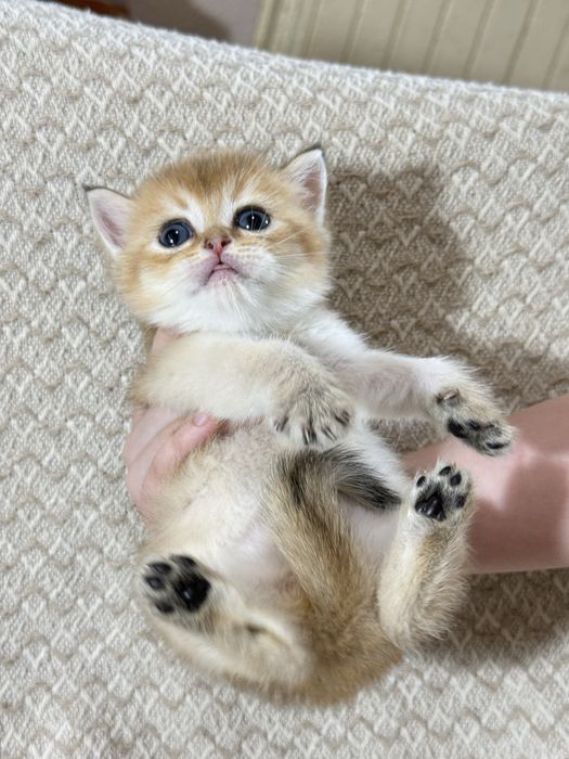 Вязка кот Мираж британец шиншилла