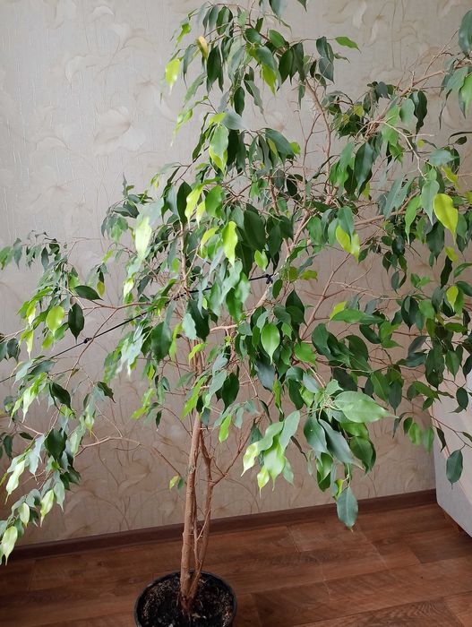 Продам комнатные растения