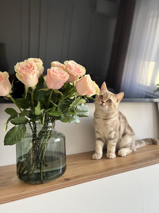 Ищем нашему  коту новый дом