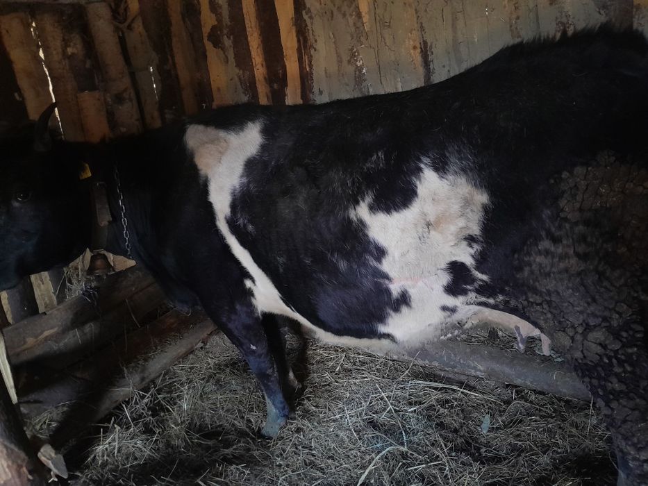 Vacà vacà gestantà, vaca are 7 ani ,mai multe detali la telefon  07538