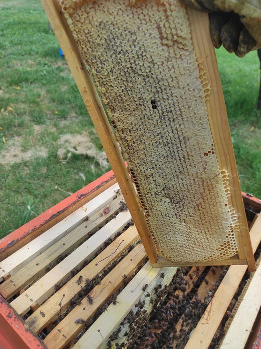 Пчелен мед -Липа,Горски букет,Слънчоглед