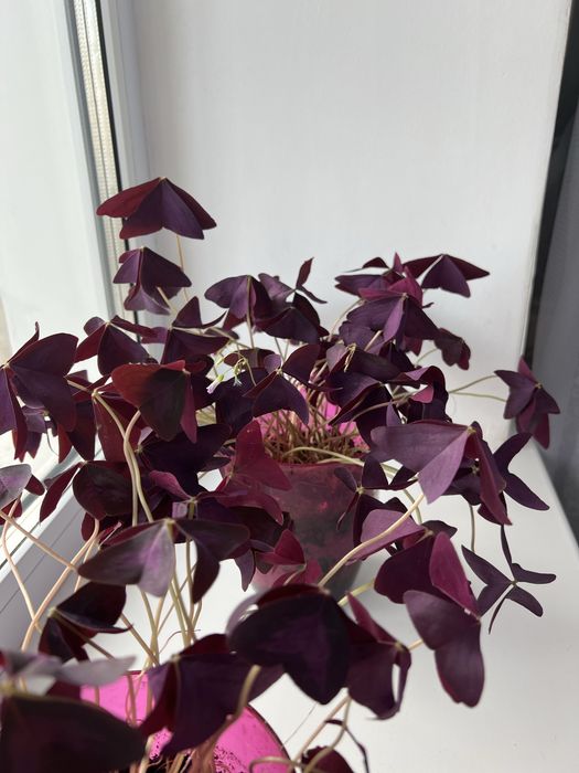 Кислица оксалис бабочка батерфляй