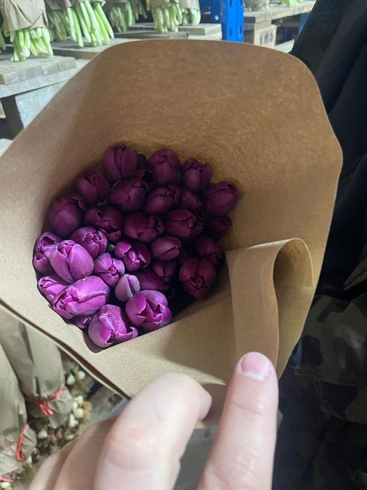 Тюльпаны оптом от 20шт по 500тг