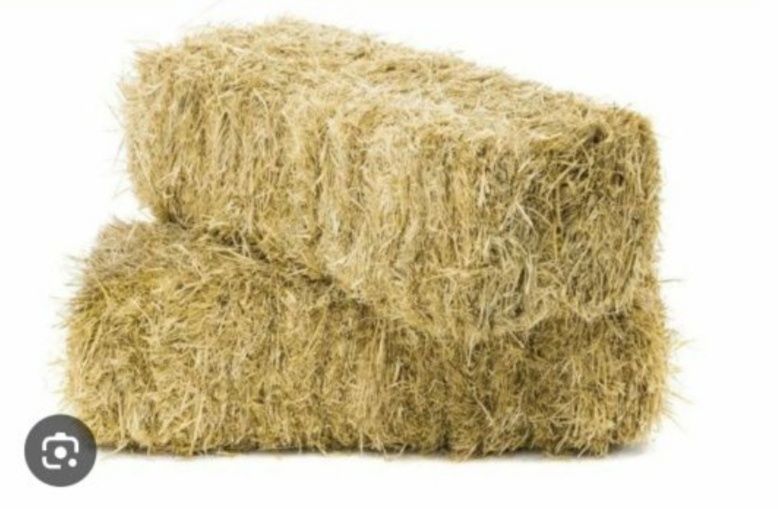 Somon mayda Qamich lombozga