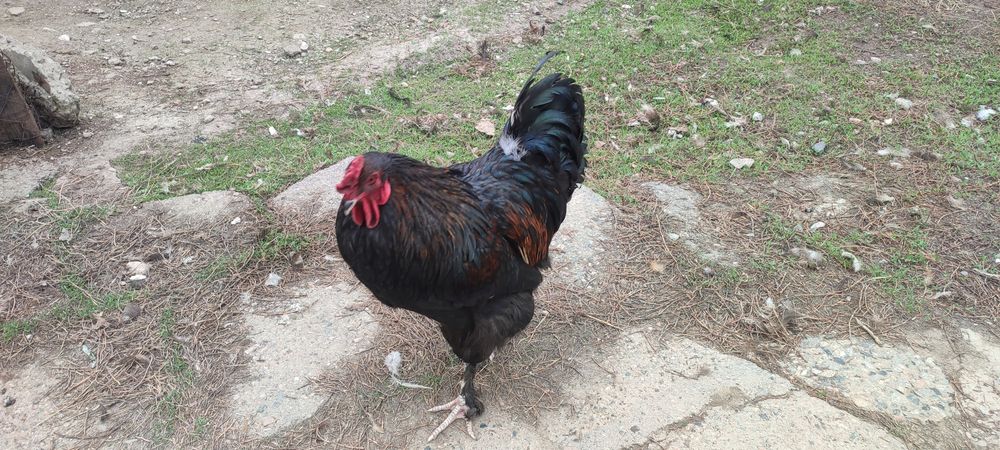 Петушки молодые домашние