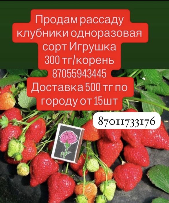 Клубника рассада