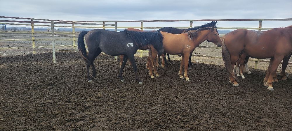 еркек тай сатылады