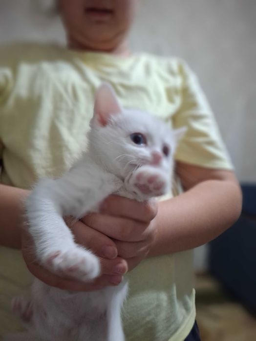 В добрые руки котята