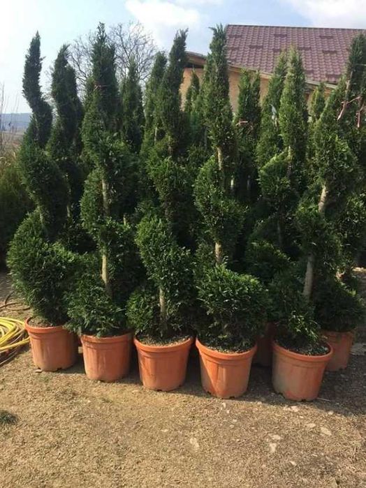 Vand Plante cu Forme, Spirale , PonPon , Etajate. Calitate extra cu transport gratuit si Plata la livrare