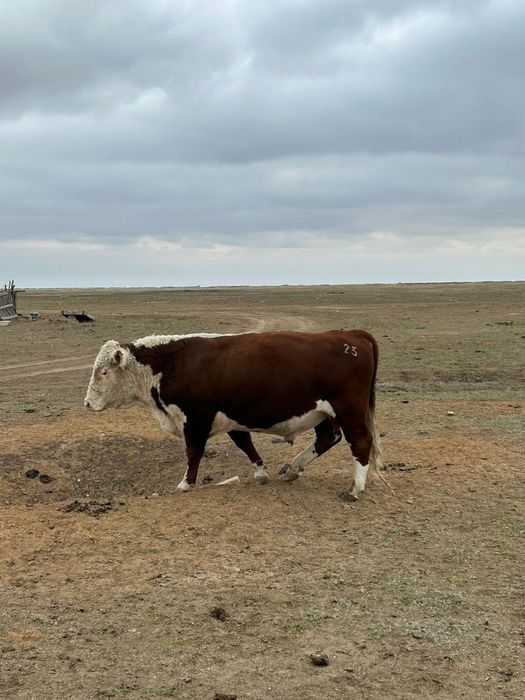 Чисто 1 сорт Гренфорд букалар сотилади