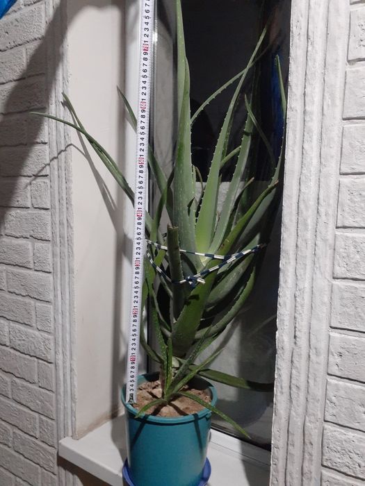 Алоэ вера 5000тг