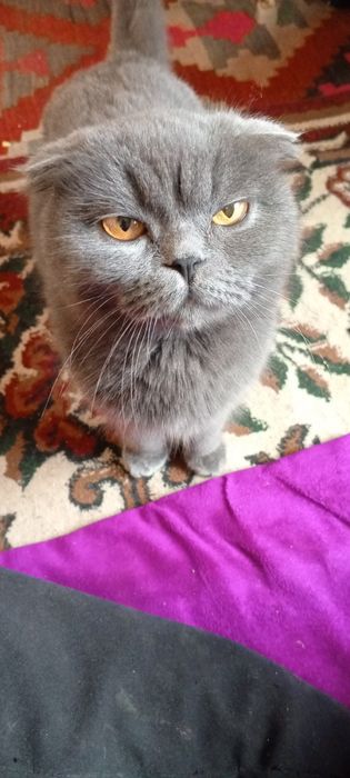 Mushuk sotiladi      900000