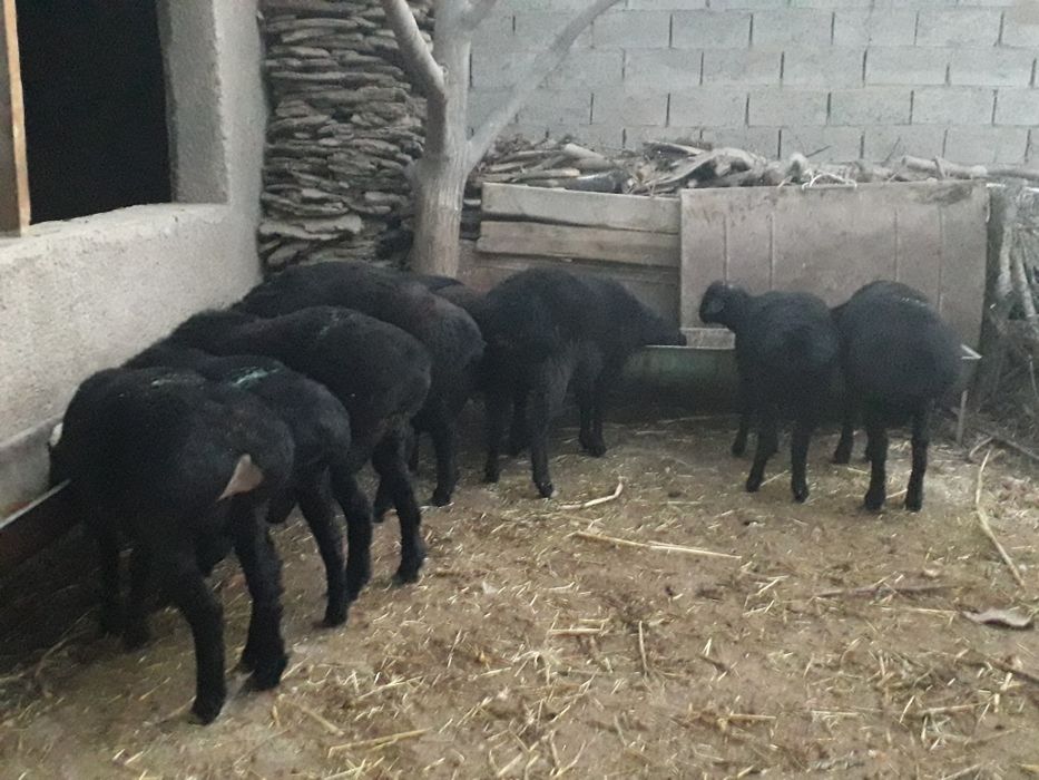 Semiz Quy quzilar Qurbon va hayit bayramlari uchun va yaxshi kuningiz