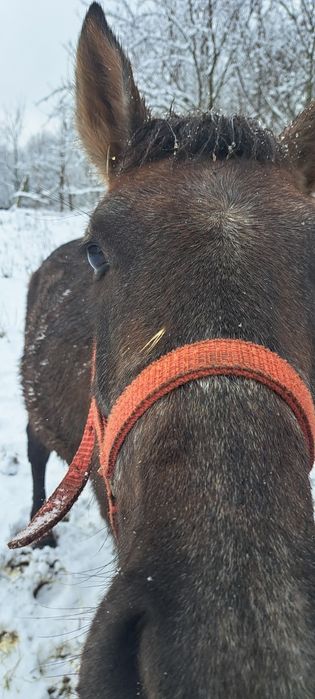 Vind cârlan de un an și jumătate
