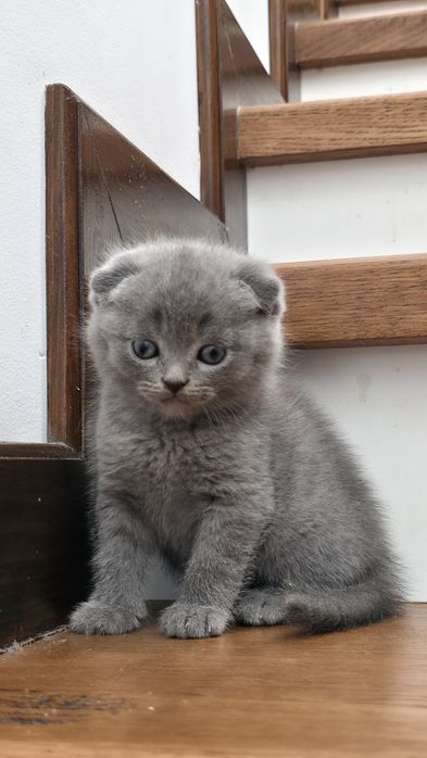 Scottish fold blue