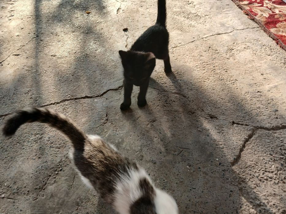 Котята даем бесплатно