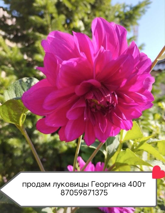 продам луковицы  георгины