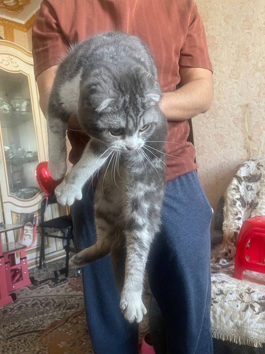 Шиншилла кот черно- белое