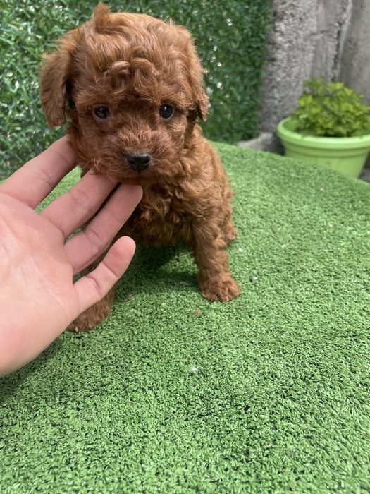 Мини той пудел женски и мъжки