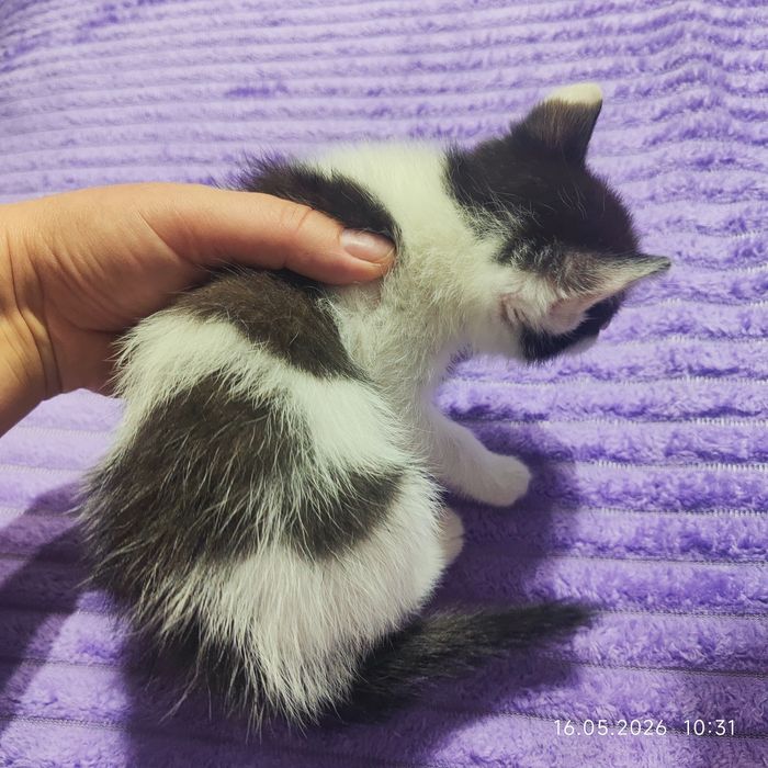 Отдам котят в хорошие руки