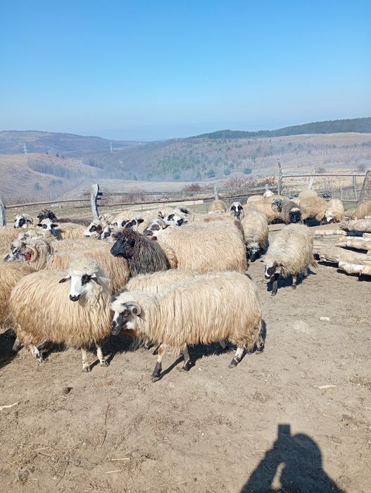 Vând oi tinere și notini