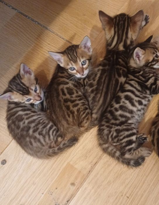 Породисто Бенгалско коте