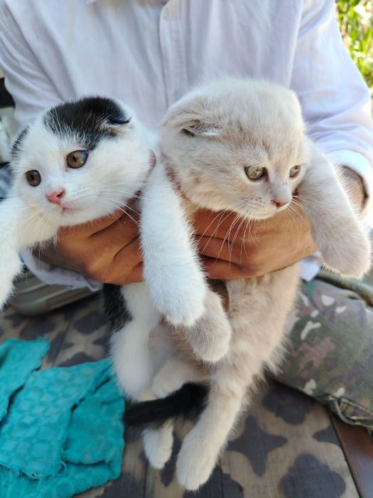 Котёнки скоттч-фолд