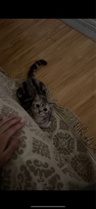 Отдам кота в добрые руки