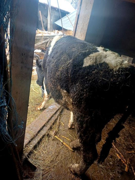 Taur  si o vaca de vânzare