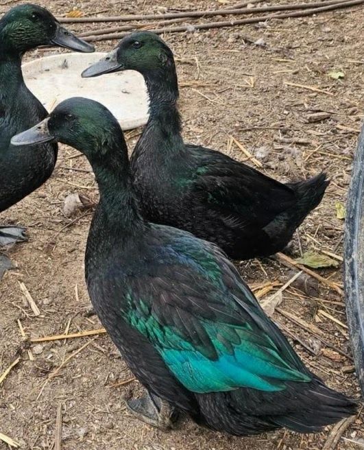 Oua de incubat de la rate Rouen, Pekin, Cayuga, si alergatoare indiene