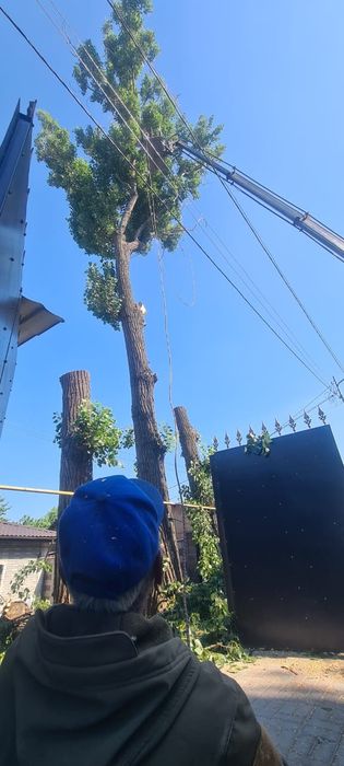 Спил дерево и обрезка плодовых деревьев