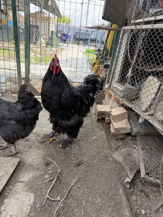 Продам петухов кохинхин варианты обмена