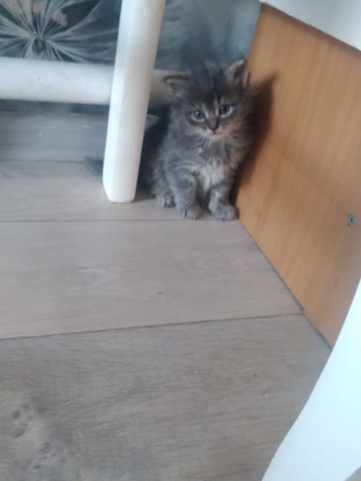 Кому надо  котят
